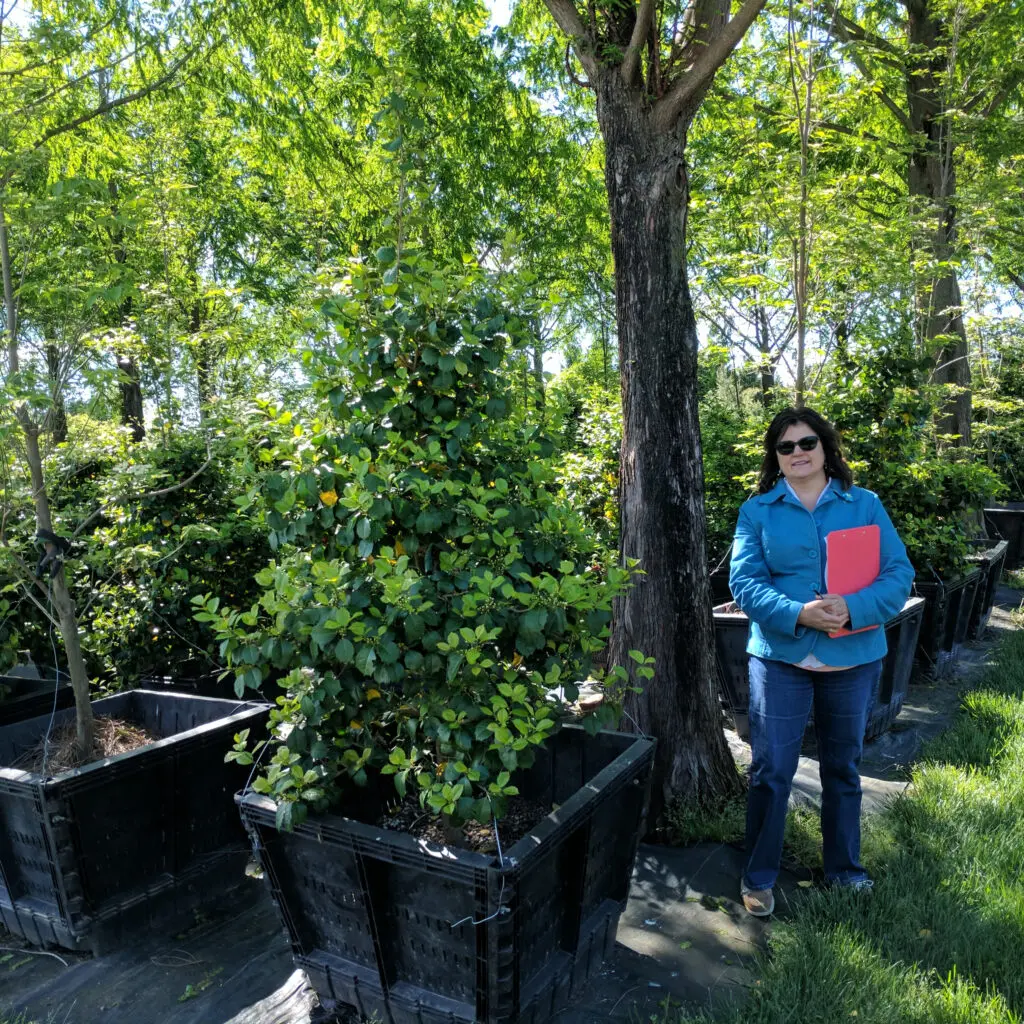 Specialty Plant Nursery In Lancaster, Pa 16 Native Satyr Hill Holly Tree