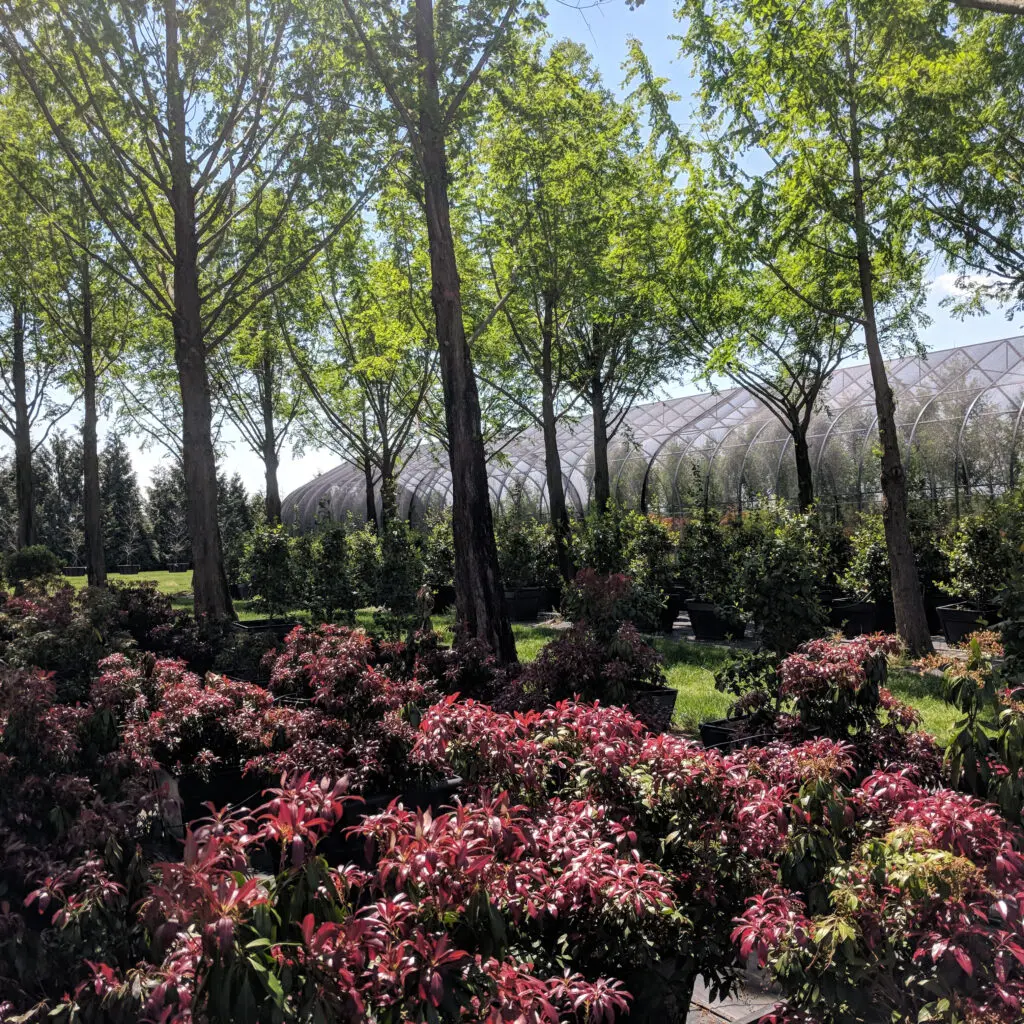 Specialty Plant Nursery In Lancaster, Pa 17 Katsura Pieris (Lily-Of-The-Valley Shrub)