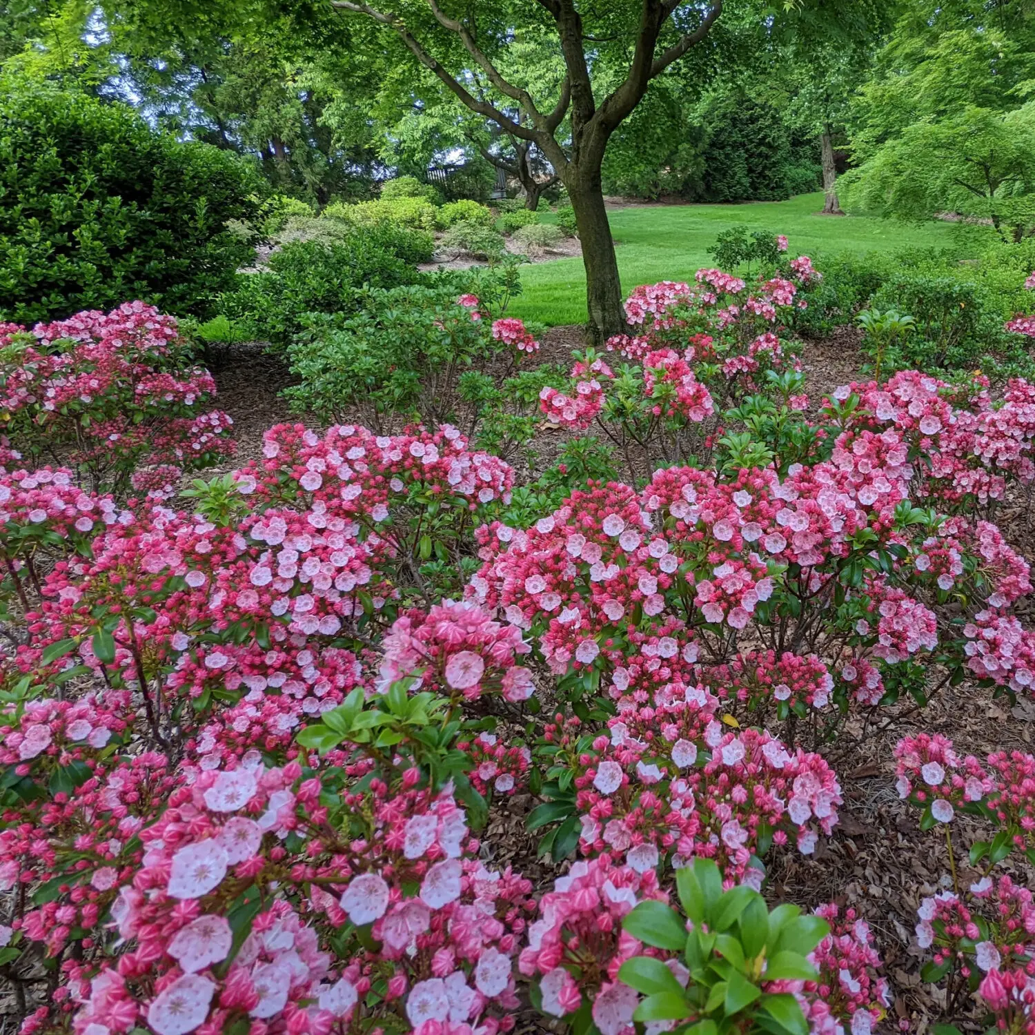 Flower Gardens 15 Native Mountain Laurel (Pennsylvania State Flower)