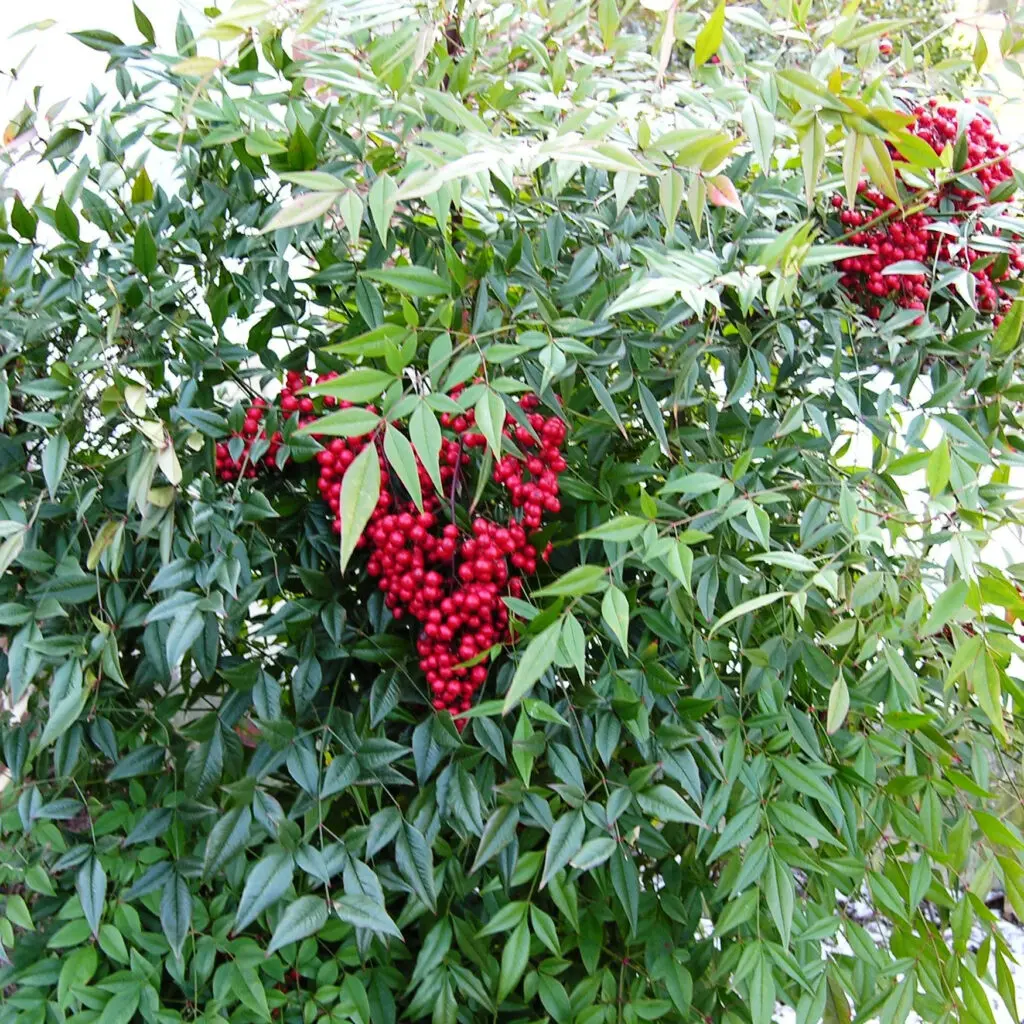 Specialty Plant Nursery In Lancaster, Pa 15 Specialty Plant Nursery In Lancaster, Pa Spn01 Nandina Domestica 2