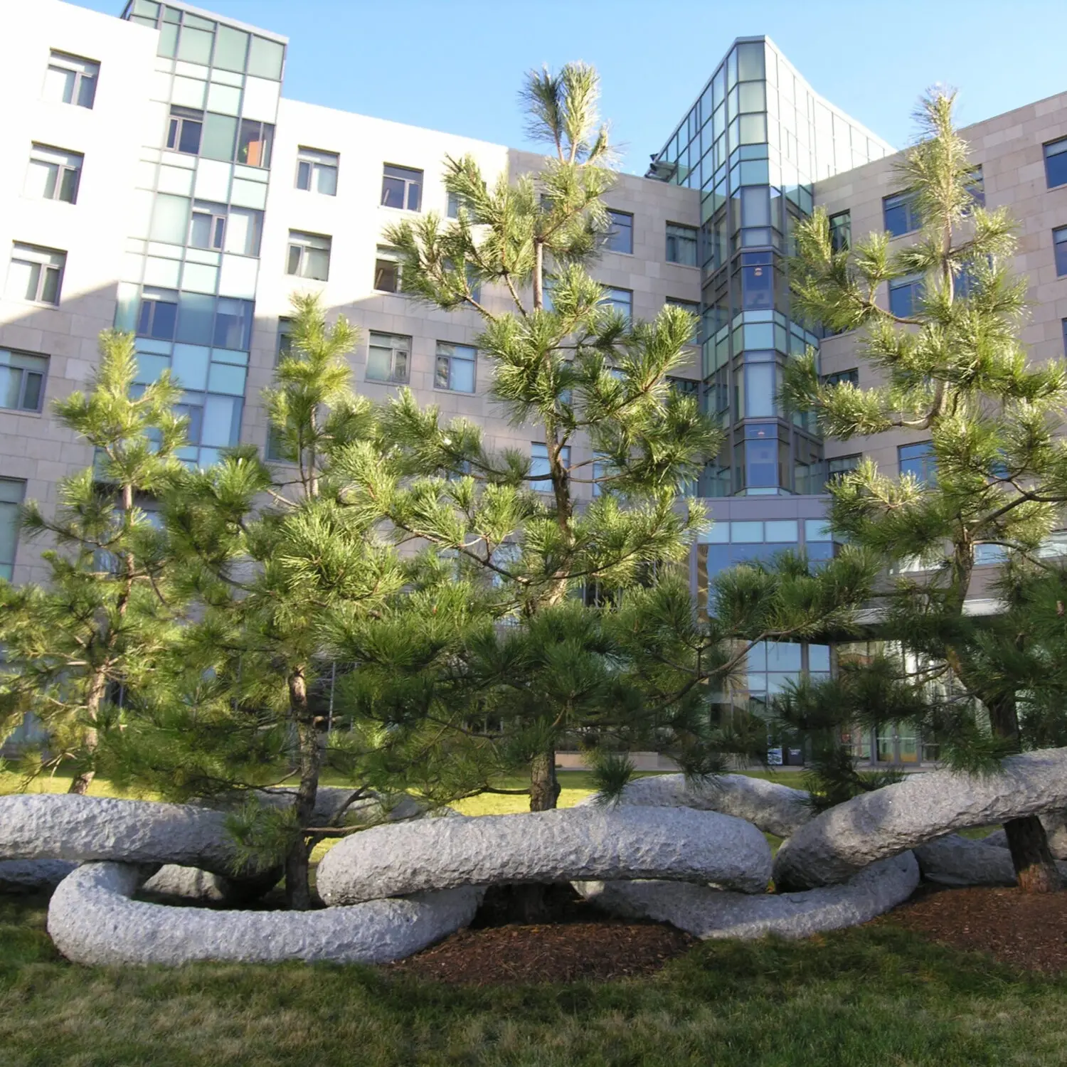 Ornamental Japanese Pine Trees 18 Japanese Black Pines, Pinus Thunbergii, Installed At Mit, Cambridge, Ma