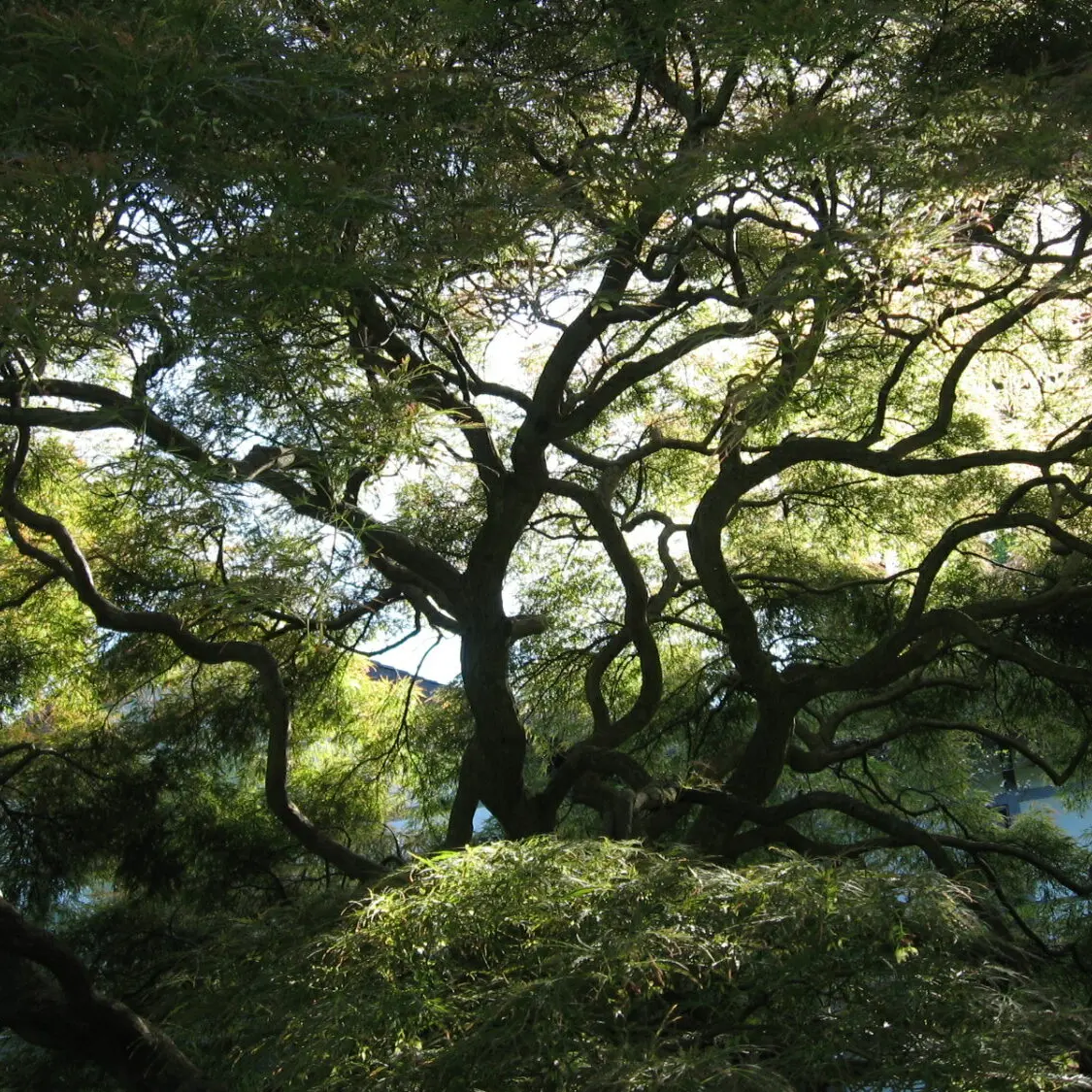 Professional Tree And Shrub Pruning Services (Ian) 11 Shaping The Branch Structure Of A Japanese Maple To Optimize For Sunlight