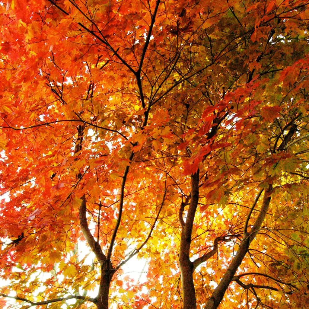 Autumn Leaves: On Growing Old Beautifully 1 Autumn Leaves: On Growing Old Beautifully 459446235 1248200306135680 1081367457118063563 N