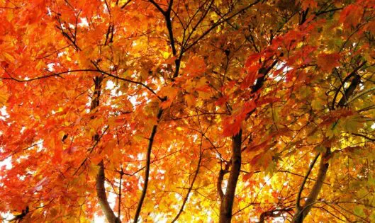 Autumn Leaves: On Growing Old Beautifully_featured_image