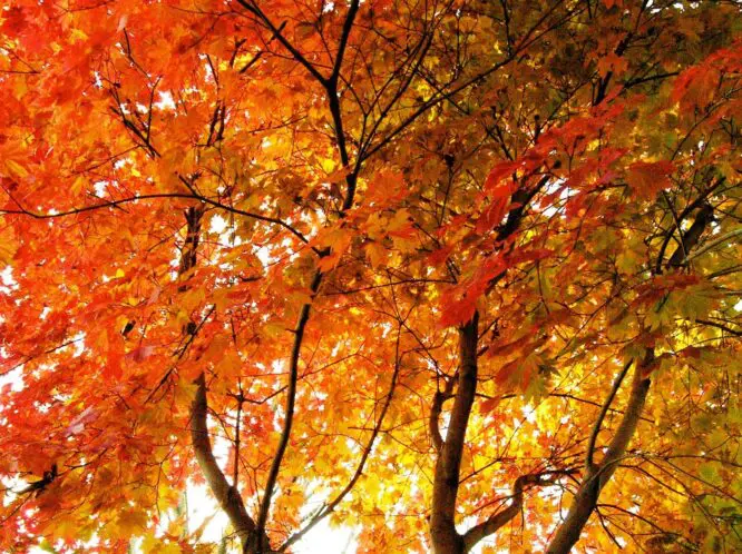 Autumn Leaves: On Growing Old Beautifully_featured_image