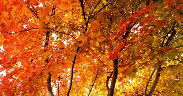 Autumn Leaves: On Growing Old Beautifully 13 Autumn Leaves: On Growing Old Beautifully 459446235 1248200306135680 1081367457118063563 N