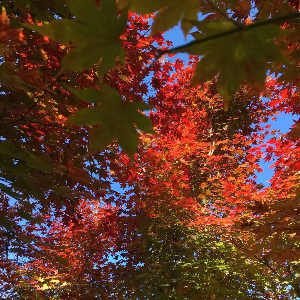 Autumn Leaves: On Growing Old Beautifully 2 Autumn Leaves: On Growing Old Beautifully 459741833 1248212116134499 8223146530359723437 N