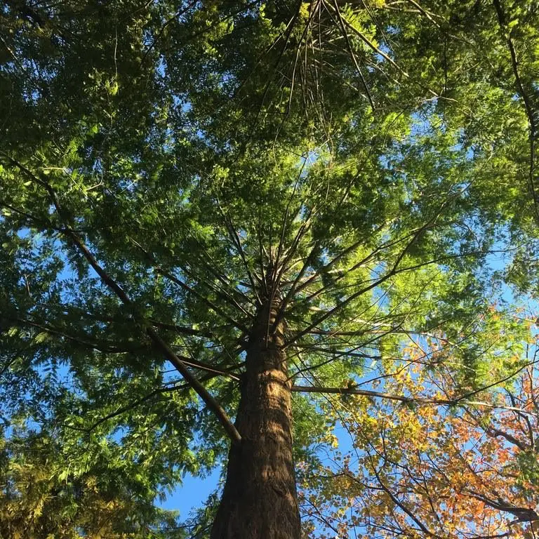 Tree Lessons 2 Tree Lessons 461412776 1258984795057231 6007316096374210730 N