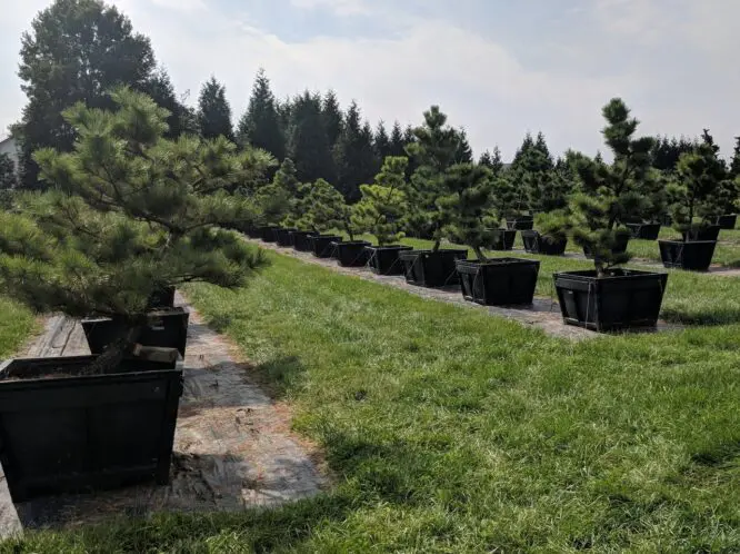 It’s a Beautiful Day in The Nursery_featured_image