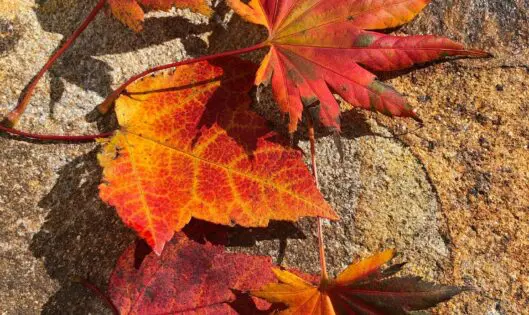 Happy Thanksgiving!_featured_image