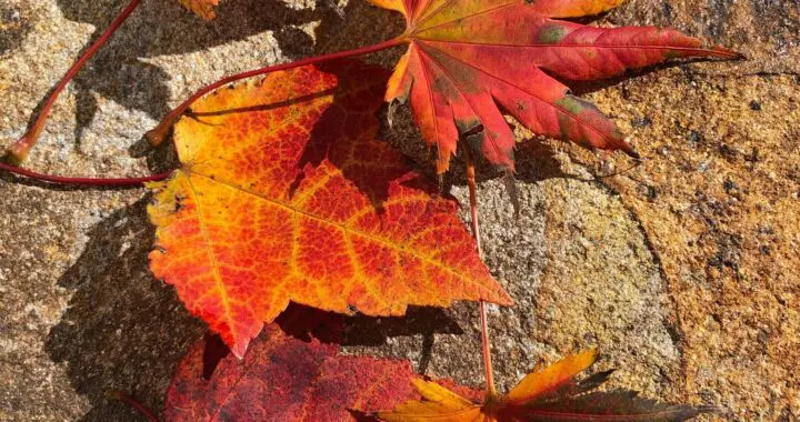 Happy Thanksgiving! 461634178 1258996551722722 714320682972638144 N