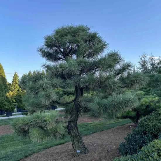 Japanese Black Pine #15 Pt0015 1