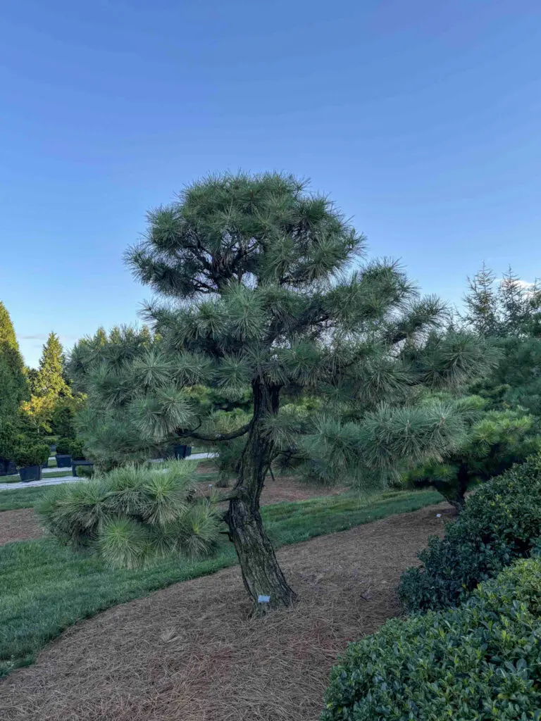 Ornamental Pine Catalog 30 Japanese Black Pine #15
