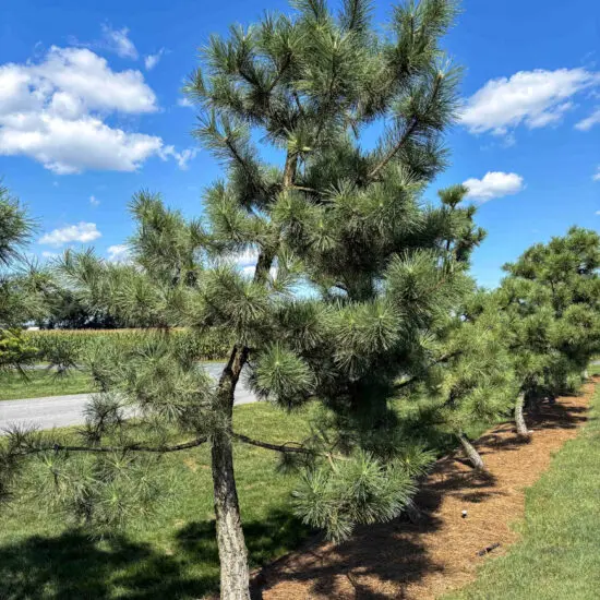 Japanese Black Pine #27 Pt0027 1