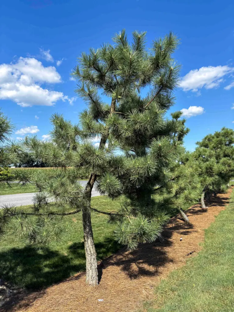 Ornamental Pine Catalog 31 Japanese Black Pine #27