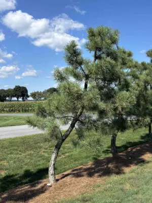 Japanese Black Pine #32