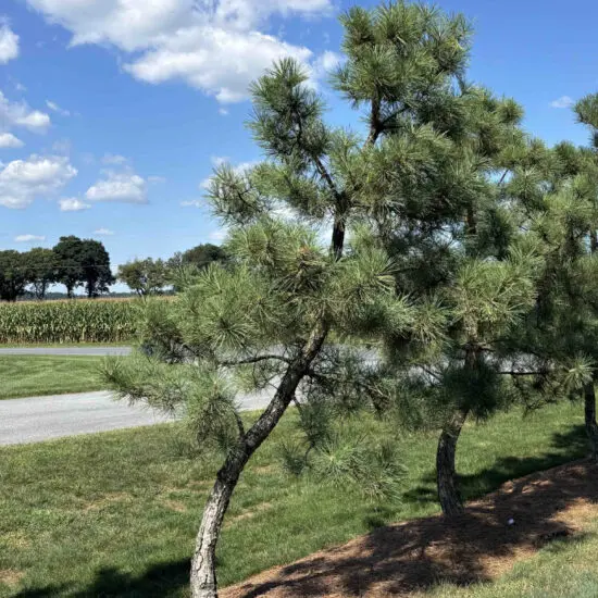 Japanese Black Pine #32 Pt0032 1