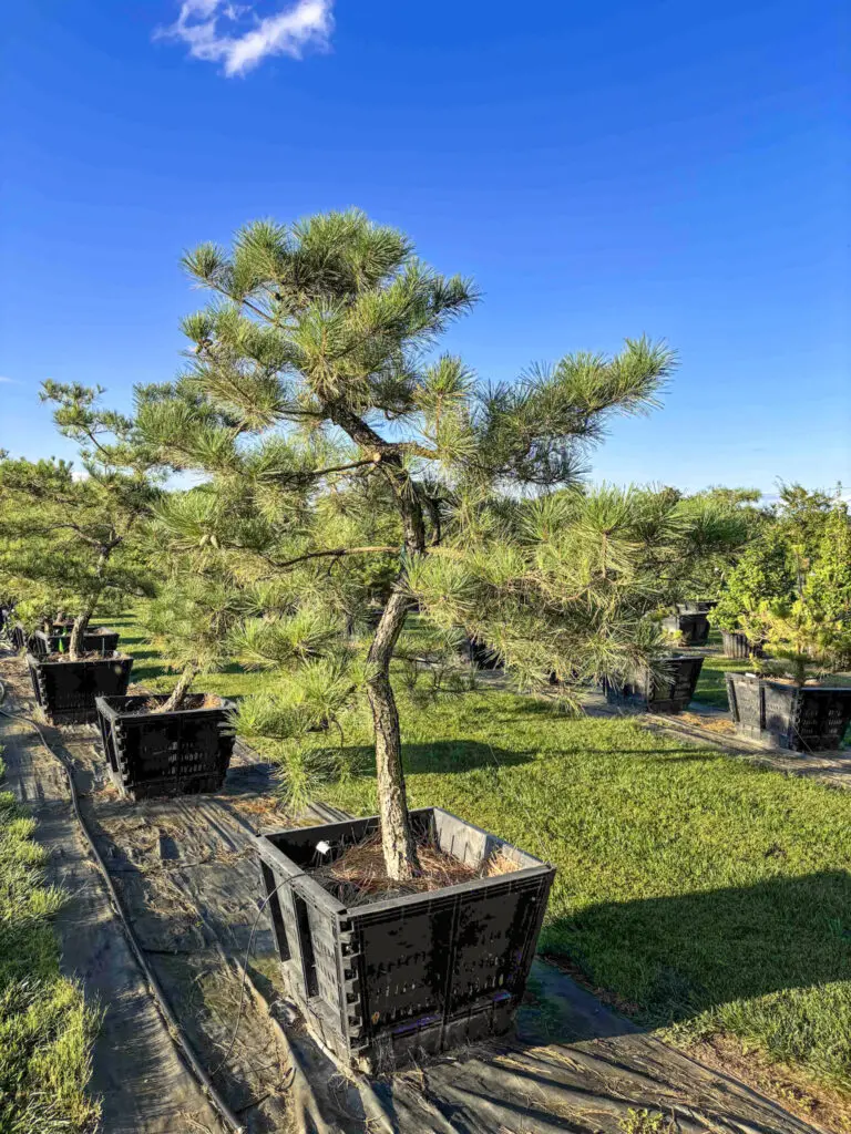 Ornamental Pine Catalog 34 Japanese Black Pine #41