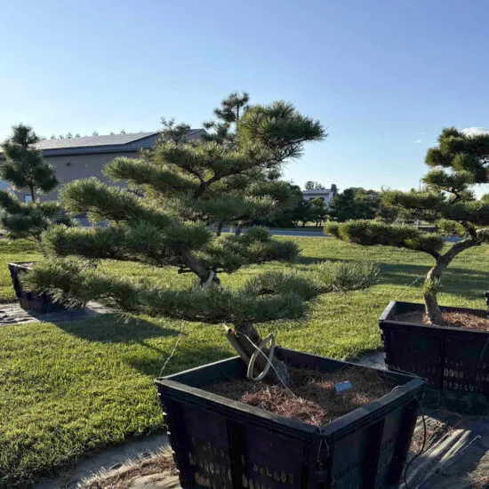 Dwarf Japanese Black Pine #6 Ptb0006 1