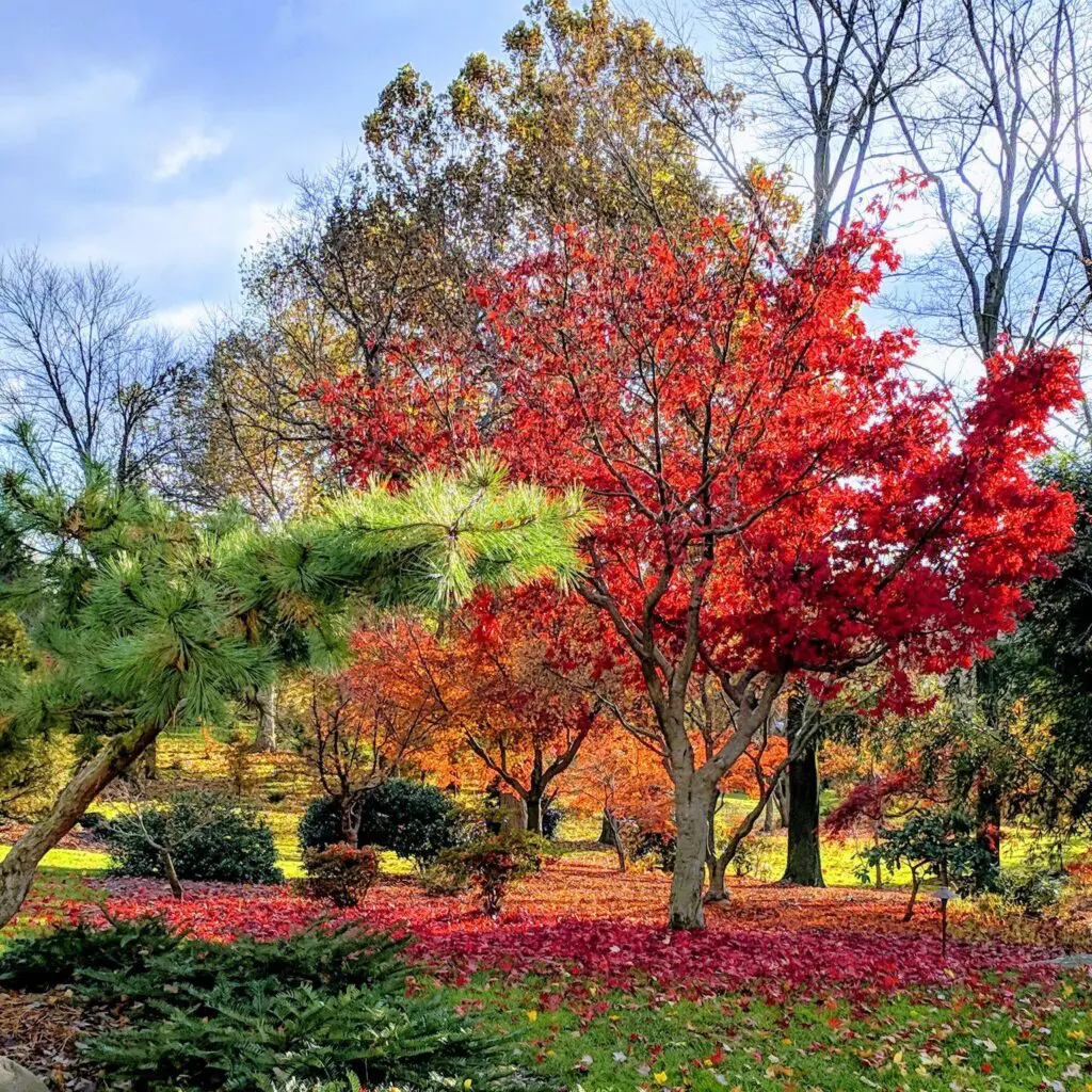 Marvelous Maple 4 Marvelous Maple 459887648 1248210999467944 71206244639752604 N