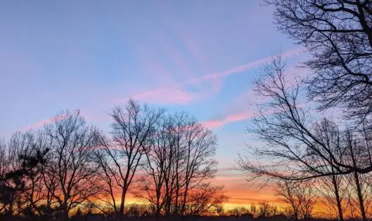 Winter Trees…_featured_image