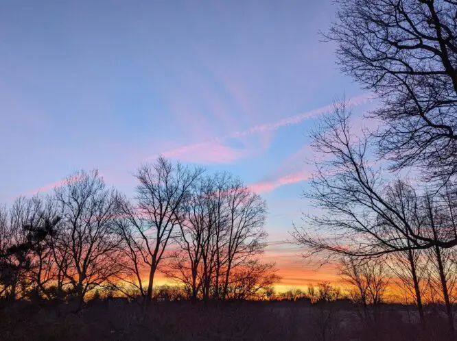 Winter Trees…_featured_image