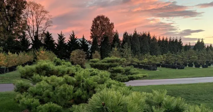 A Hymn Of Thanksgiving This Holiday Season 465462868 1285775729044804 3997520773509006783 N