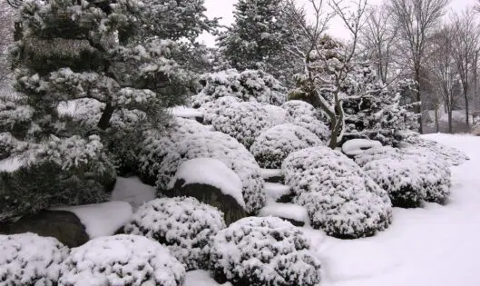 Garden Day Dreams – Even In Winter_featured_image