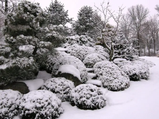 Garden Day Dreams – Even In Winter_featured_image