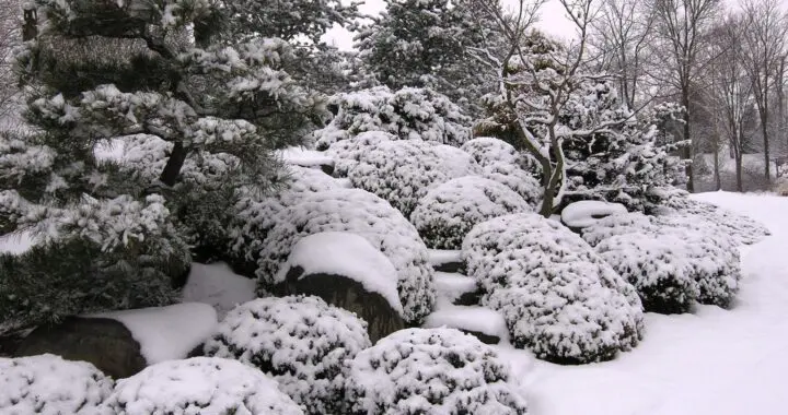 Garden Day Dreams - Even In Winter 467327324 1296125138009863 778382544828094387 N
