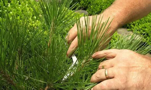 A Fine Time for Pines: Prepairing your Specimen Pines for Center Stage (Part 2)_featured_image