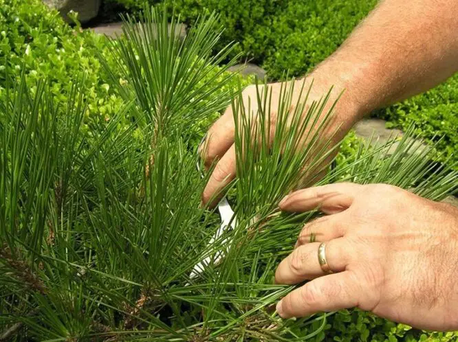 A Fine Time for Pines: Prepairing your Specimen Pines for Center Stage (Part 2)_featured_image