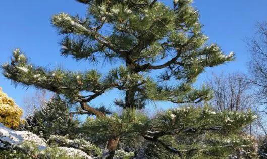 A Fine Time for Pines: Preparing your Specimen Pines for Center Stage_featured_image