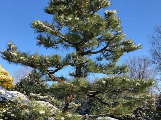 A Fine Time for Pines: Preparing your Specimen Pines for Center Stage_featured_image