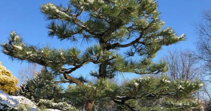 A Fine Time For Pines: Preparing Your Specimen Pines For Center Stage 469396435 1310913559864354 2333587510615318055 N