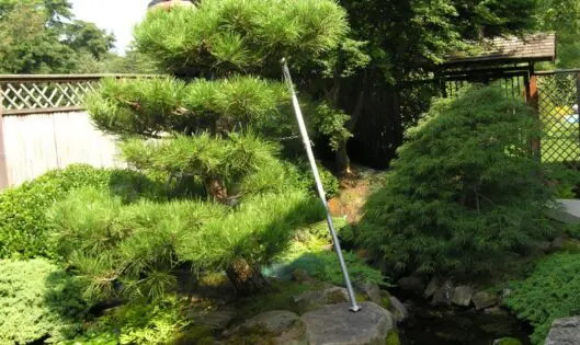 A Fine Time For Pine: Preparing your Specimen Pines for Center Stage (Part 3)_featured_image