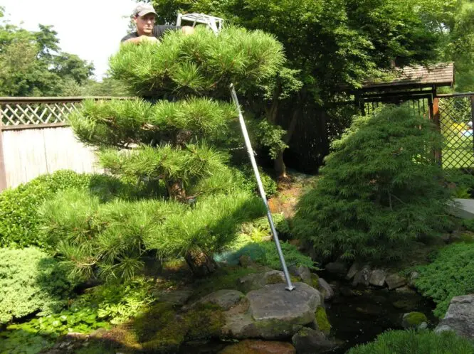 A Fine Time For Pine: Preparing your Specimen Pines for Center Stage (Part 3)_featured_image