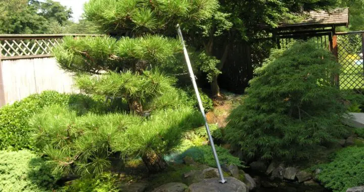 A Fine Time For Pine: Preparing Your Specimen Pines For Center Stage (Part 3) 13 A Fine Time For Pine: Preparing Your Specimen Pines For Center Stage (Part 3) 469553938 1310915913197452 5634600938492464197 N