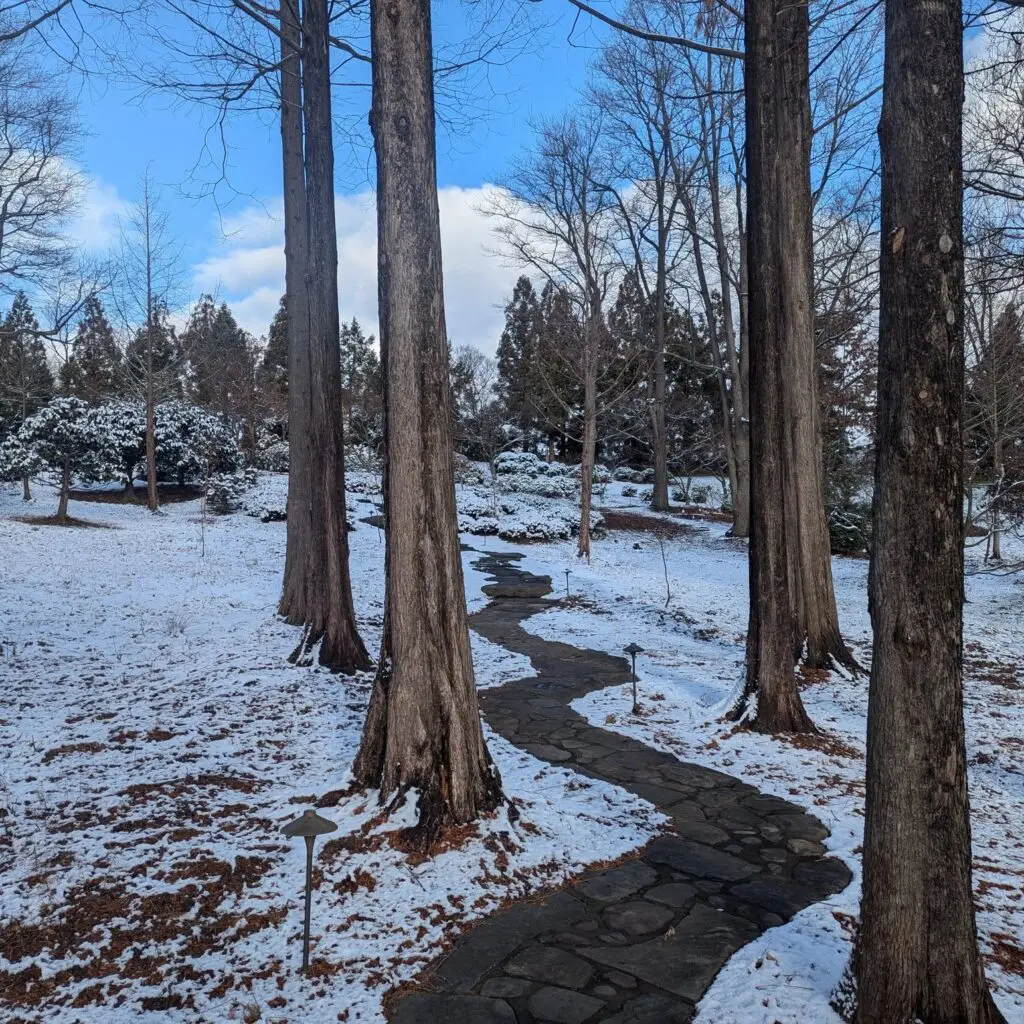 Never Enough Trees! 1 Never Enough Trees! 472436701 1332562207699489 6584359117995931687 N 1
