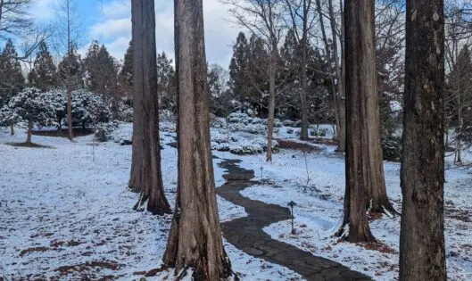 Never Enough Trees!_featured_image