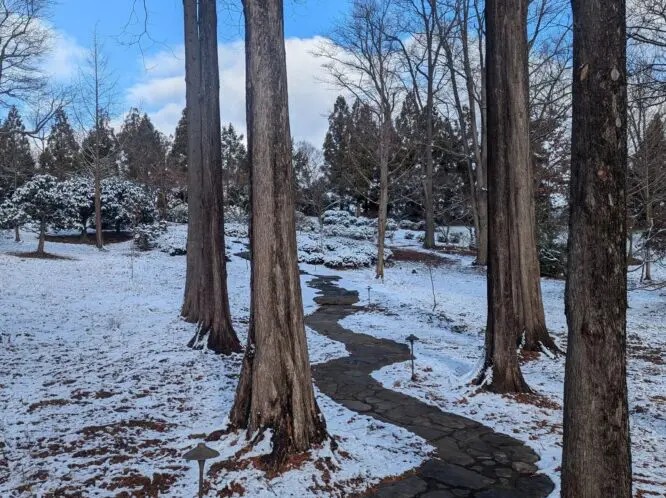 Never Enough Trees!_featured_image