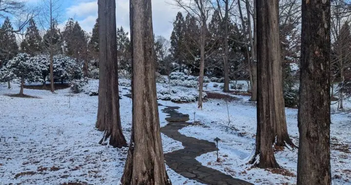 Never Enough Trees! 472436701 1332562207699489 6584359117995931687 N