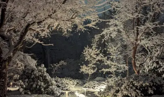 The Garden In Winter_featured_image