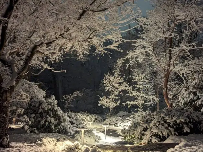 The Garden In Winter_featured_image