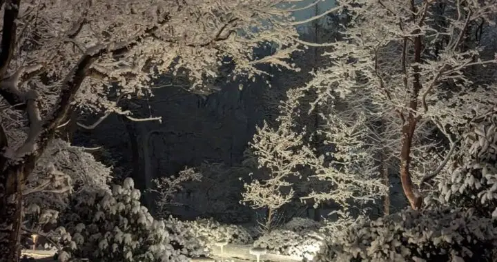 The Garden In Winter 7 The Garden In Winter 472714536 1332546191034424 1132838049219616433 N