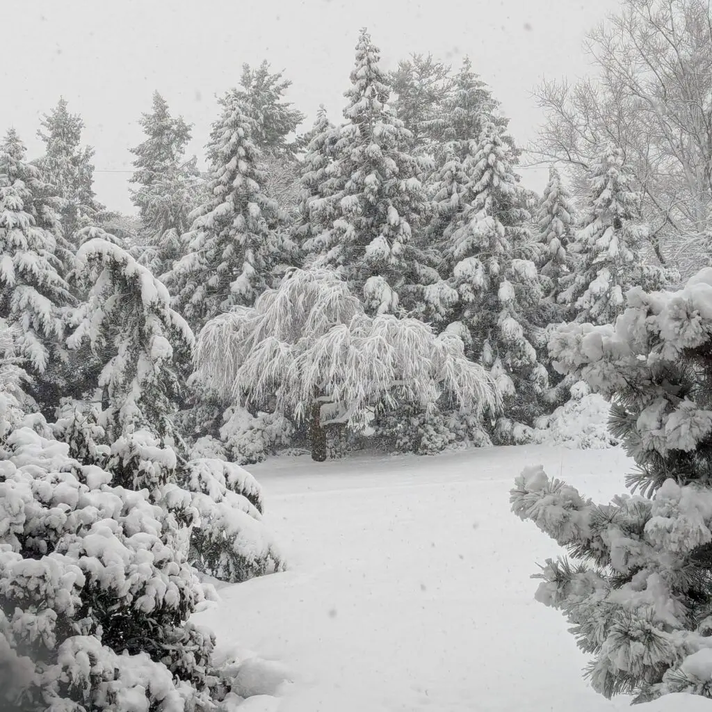 Winter Musings 1 Winter Musings 473321818 1337444520544591 4325333573260043496 N