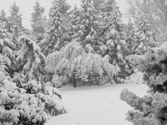 Winter Musings_featured_image