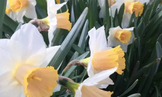 In Early Spring…_featured_image