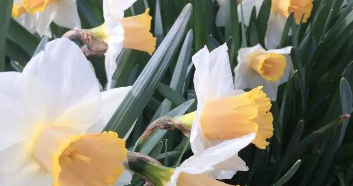 In Early Spring... 474795586 1347052746250435 9128086160188082270 N