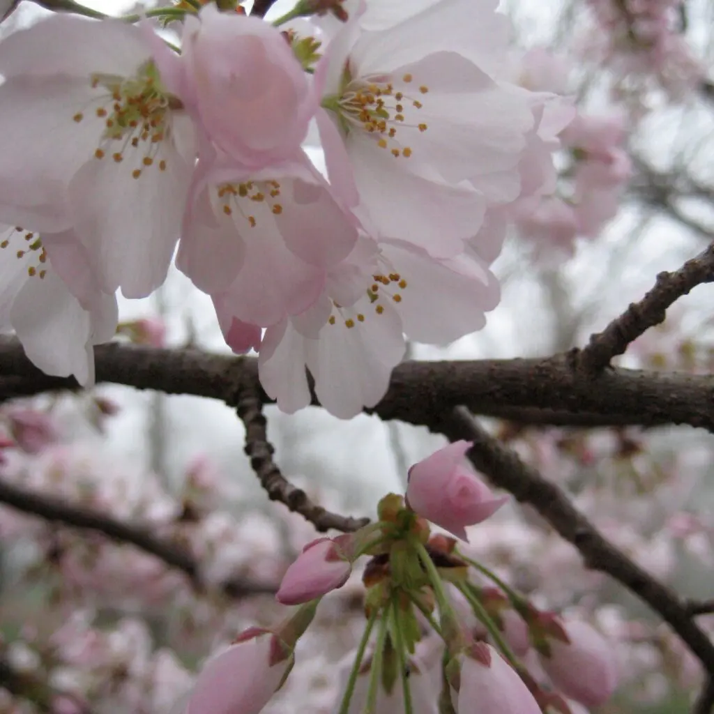 In Early Spring... 1 In Early Spring... 474976294 1347052589583784 3068455778619925574 N